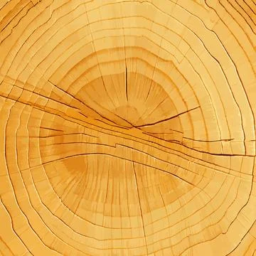 Realistic texture of the tallest green tree in the world, made in the USA - V Stock Illustration