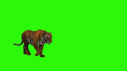 Realistic Tiger Walking Green Screen Video Effect Stock Footage 265148963