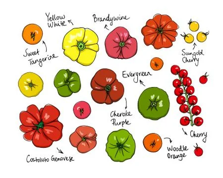 Realistic tomatoes illustration Stock Illustration