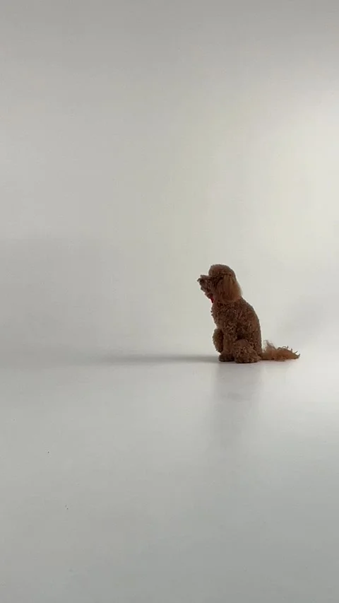 A Realistic Toy Dog Displayed on a Neutral Background, Perfect for Any Setting Stock Footage 305376468