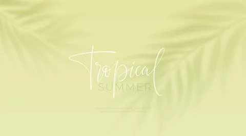 Realistic transparent shadow from a leaf of a palm tree on the green background Stock Illustration