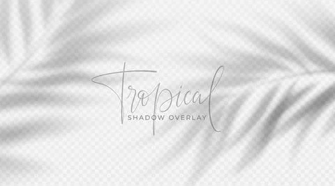Realistic transparent shadow from a leaf of a palm tree on the white background Illustrazione stock