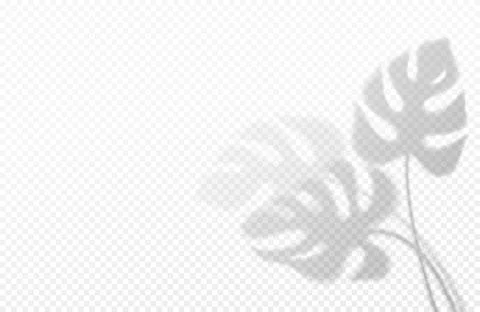 Realistic transparent shadow of a monstera leaf isolated on a transparent Stock Illustration