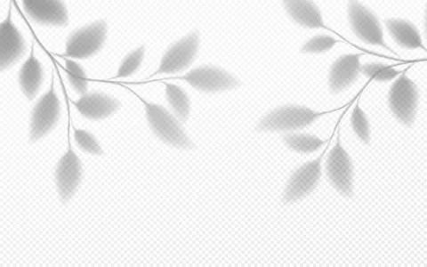 Realistic transparent shadow of a tree branch with leaves isolated on a Stock Illustration