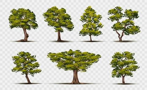 Realistic tree. Green oak forest isolated on transparent background design Stock Illustration