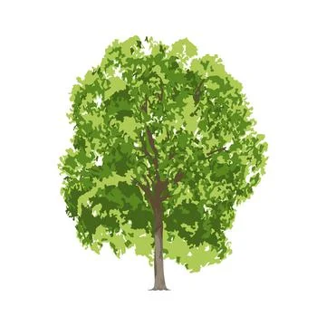Realistic tree isolated at white background with foliage green leaves vector ill Stock Illustration