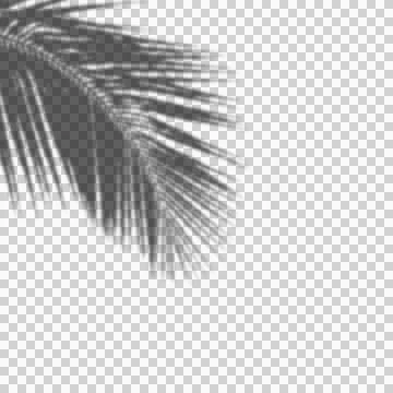 Realistic Tree Shadow transparent background Stock Illustration