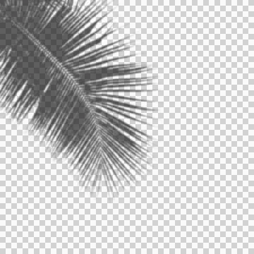 Realistic Tree Shadow transparent background Stock Illustration