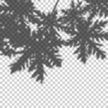 Realistic Tree Shadow transparent background Stock Illustration