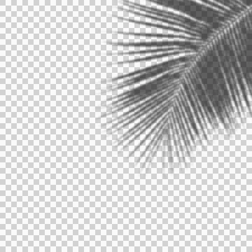 Realistic Tree Shadow transparent background Stock Illustration
