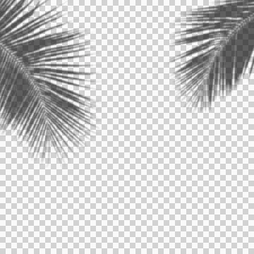 Realistic Tree Shadow transparent background Stock Illustration