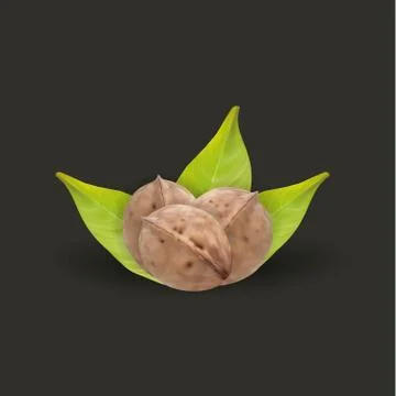 Realistic tree walnut and walnut leaf, vector Stock Illustration