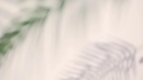 Realistic tropical leaf video graphics overlay effect on white wall. Stock Footage 245710145