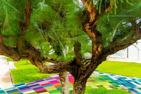 Realistic tropical tree. Фото