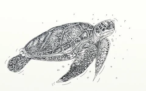 A realistic turtle sea turtle, Stock Illustration