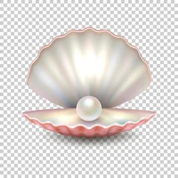 Realistic vector beautiful natural open sea pearl shell closeup isolated on Illustrazione stock