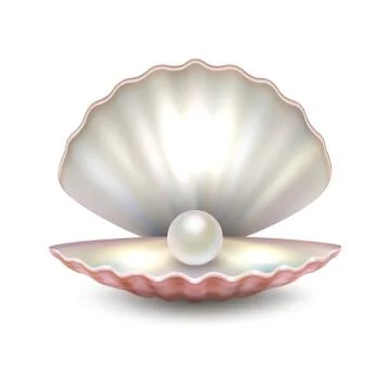 Realistic vector beautiful natural open sea pearl shell closeup isolated on Illustrazione stock