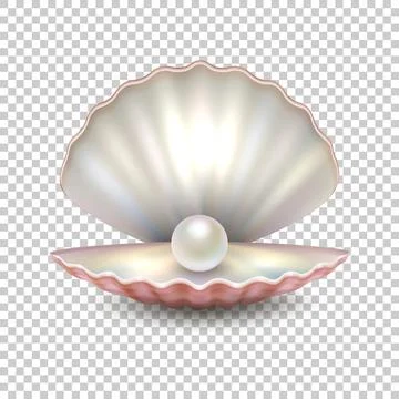 Realistic vector beautiful natural open sea pearl shell closeup isolated on t イラスト素材