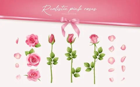 A realistic vector collection of pink roses and petals, isolated on white. .. Stock Illustration