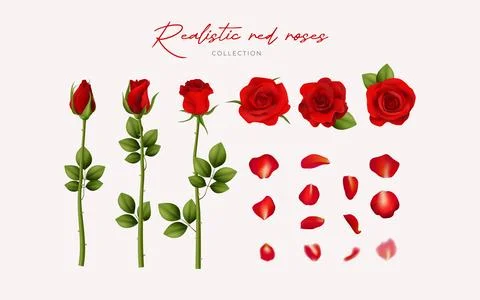 A realistic vector collection of red roses and petals, isolated on white. P.. 库存插图