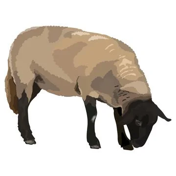 Realistic vector design of cute sheep. Domestic animal with thick woolly coat Stock Illustration