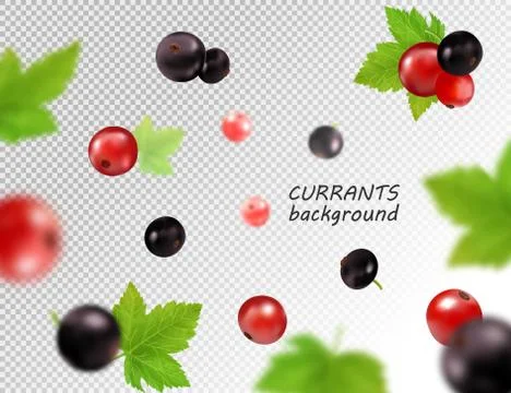 Realistic vector falling red and black currant isolated on transparent backgr Stock Illustration