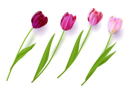 Realistic vector flowers Stock Illustration