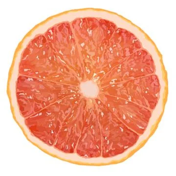 Realistic vector illustration of a grapefruit slice Stock Illustration