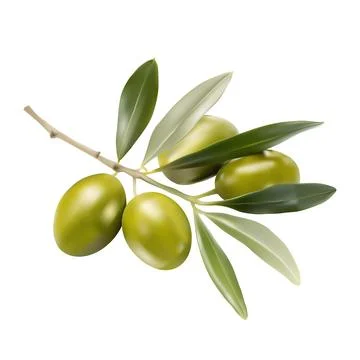 Realistic vector illustration of olive tree branch with green olives and gl.. Illustrazione stock