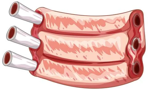 Realistic Vector Illustration of Raw Pork Ribs Stock Illustration