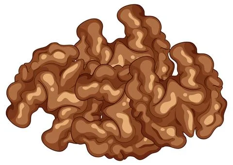 Realistic Vector Illustration of Walnut Kernels Cluster 스톡 일러스트