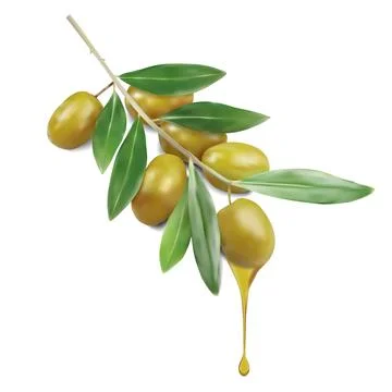 A realistic vector image of an olive tree branch with juicy green Stock Illustration