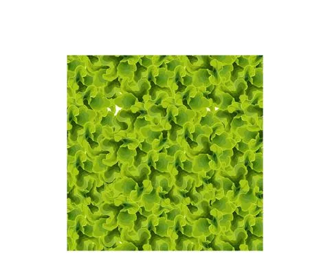 Realistic vector seamless patterns. Juicy hand drawn green lettuce Stock Illustration