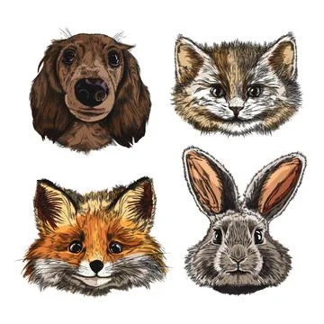 Realistic vector set: heads of dog, cat, fox and rabbit. Isolated background. イラスト素材