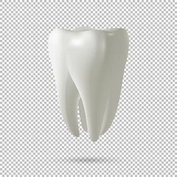 Realistic vector tooth icon isolated on transparent background. Dental, medic Illustrazione stock