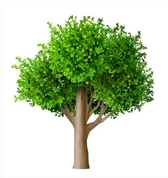 Realistic vector tree with leaves Stock Illustration