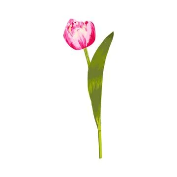 Realistic vector tulip. Vector illustration on white background. Stock Illustration