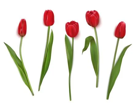 Realistic vector tulips are set on a transparent background.Vector illustration Stock Illustration