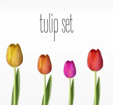 Realistic vector tulips set Stock-Illustration