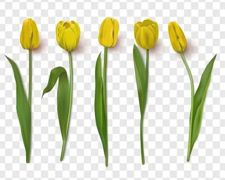 Realistic vector tulips set on transparent background.Vector illustration Stock Illustration