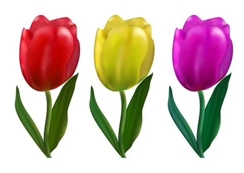 Realistic vector tulips set. For wedding invitation, card, gift tags, congrat Stock Illustration