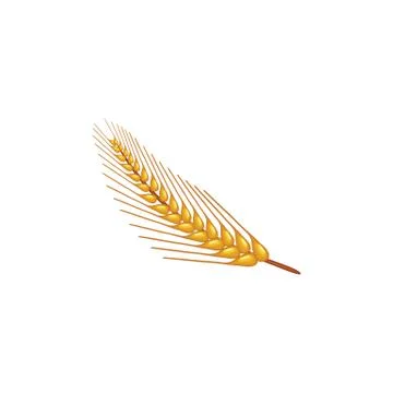 Realistic vector of wheat logo design template Stock Illustration
