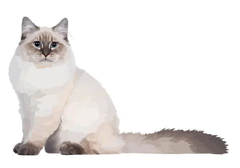 Realistic vector white cat. Cat with blue eyes and fluffy tail, sitting and Stock Illustration