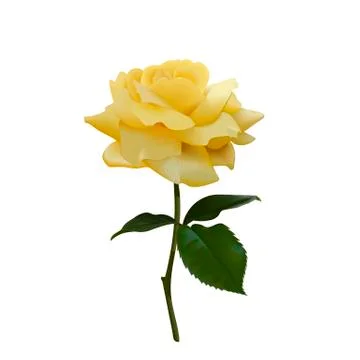 Realistic vector yellow rose or tea rose or China rose petals, leaves open Stock Illustration