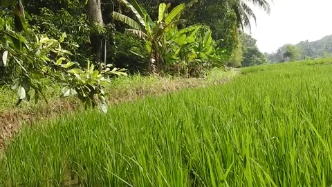 Realistic View of Rice Field in the Countryside Stock-Footage 308529448