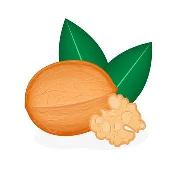 Realistic walnut isolated on white background, vector illustration Stock Illustration