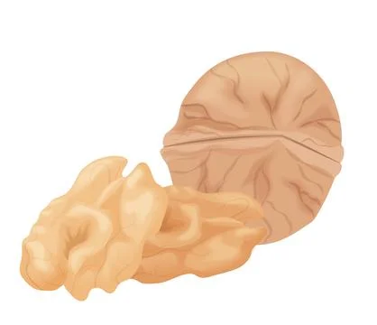 Realistic Walnut Vector Illustration Illustrazione stock