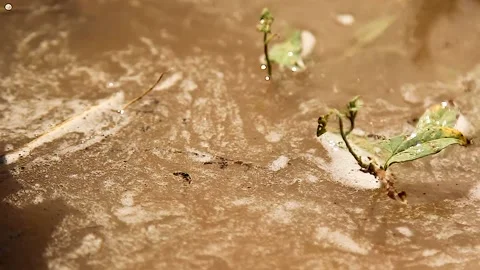 Realistic water splash Stock Footage 165367598