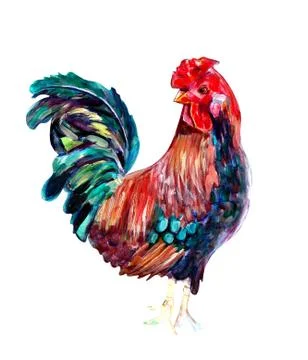 Realistic watercolor rooster painting isolated on white background. Stock Illustration