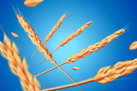 Realistic wheat oats elements. Flying detailed barley isolated on blue Stock Illustration
